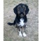 Cooper, freundlich, aufgeweckter Hundemann - Rüde