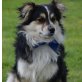 Cooper jung verspielt freundlich sucht Zuhaus, Wuscheliger Mischling - Rüde