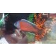 Copadichromis borleyi red fin