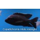 Copadichromis mloto midnight SELTENE TIERE