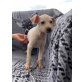 Copo, Pinscher Mix Welpen - Rüde