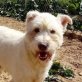 Copo ein toller Hund mit Charakter, Netter Mischlingsrüde - Rüde