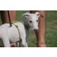 Copo, verspielter Welpe, Galgo Español - Rüde