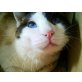 Copon, Misu, Kater 2, Katze 1 Jahr jung - Kater