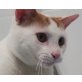 Coquito, verspieltes Kerlchen - Kater