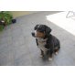 Cora, Appenzeller Sennenhund - Hündin