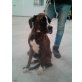 Cora, Boxer - Hündin
