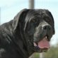 Cora, Cane Corso - Hündin