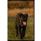 Cora, Cane Corso - Hündin