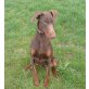 Cora, Dobermann - Hündin