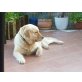Cora, Golden Retriver und Schafshund - Hündin