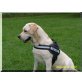Cora, Labrador Retriever - Hündin