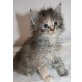 Cora, Maine Coon - Katze