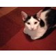 Cora, Mischling - Katze