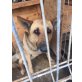 Cora, Schäfer-Mix - Hündin
