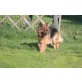 Cora, Schäferhund - Hündin