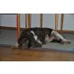 Cora, Springer Spaniel, Springer Spaniel - Hündin
