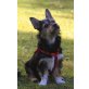 Cora - Traumhund, quirllig, verschmust,  Welpen - Hündin