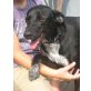 Cora, befreit und in Deutschland, Labrador - Mix - Hündin