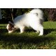 Cora u. Conny, Papillon Welpen - Hündin