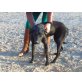 Cora, verträglicher Labrador-Mix - Hündin
