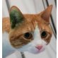 Coral, hübsches Mädel - Katze