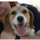 Corali, Beagle Mix - Hündin