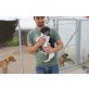Coralie, Jack-Russell-Terrier - Hündin