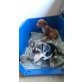 Corgi Mischling - Rüde