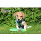 Corgi-Pinscher-Dackel Mix Welpen Welpen - Hündin
