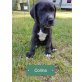 Corina von Altpreussen, Deutsche Dogge - Hündin