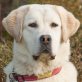 Corinna, Kuvasz Mix - Hündin