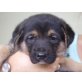 Cornelia, Schäferhund-Mix Welpen - Hündin