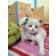 Cornelius, Ragdoll - Kater