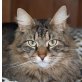 Cornelius, wunderschöner - Kater