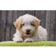 Cornetto, Bichon-Terrier-Mischling Welpen - Rüde