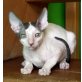 Cornish Rex - Kater