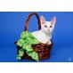 Cornish Rex - Katze