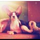 Cornish Rex - Katze