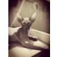 Cornish Rex - Katze