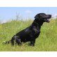 Cortez, Labrador-Mischling - Rüde