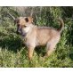 Cory - NOTFALL, Schäferhund Mix Welpen - Hündin