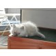 Cosima, Britisch Langhaar - Katze