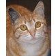 Cosima - eine süsse Samtpfote! - Katze