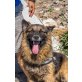 Cosimo, Schäferhund-Mischling - Rüde