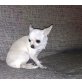 Cosita, Chihuahua kurzhaariger Schlag - Hündin