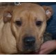 Cosma, Boxer - Hündin