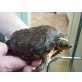 Costa Rica Erdprachtschildkröte - männlich