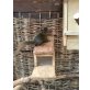 Costa-Rica-Hörnchen-Hoffmanni, Baumhörnchen - männlich