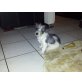 Cotton de Tulear/ Jack- Russel Mix Welpe Welpen - Rüde